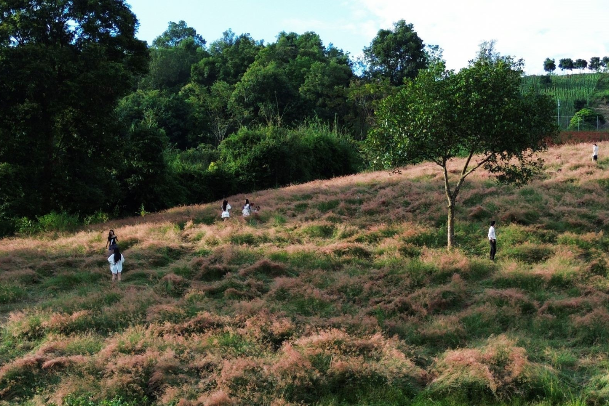 A wide view of Pink Grass Hill in Ban Lun, Moc Chau, with pink hues covering the landscape